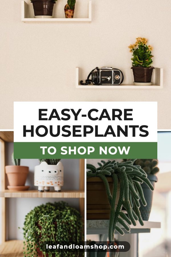 Script + Caps + Strip Canva Pinterest Templates example: a shop pin titled "Easy-Care Houseplants to Shop Now"