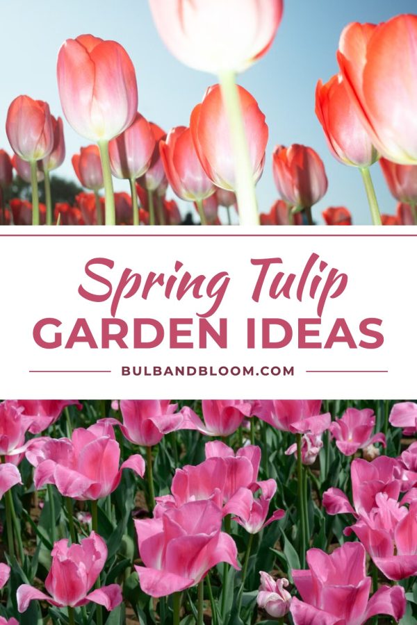 Ruled Script Band Pinterest Collage Templates example: a gardening pin titled "Spring Tulip Garden Ideas"