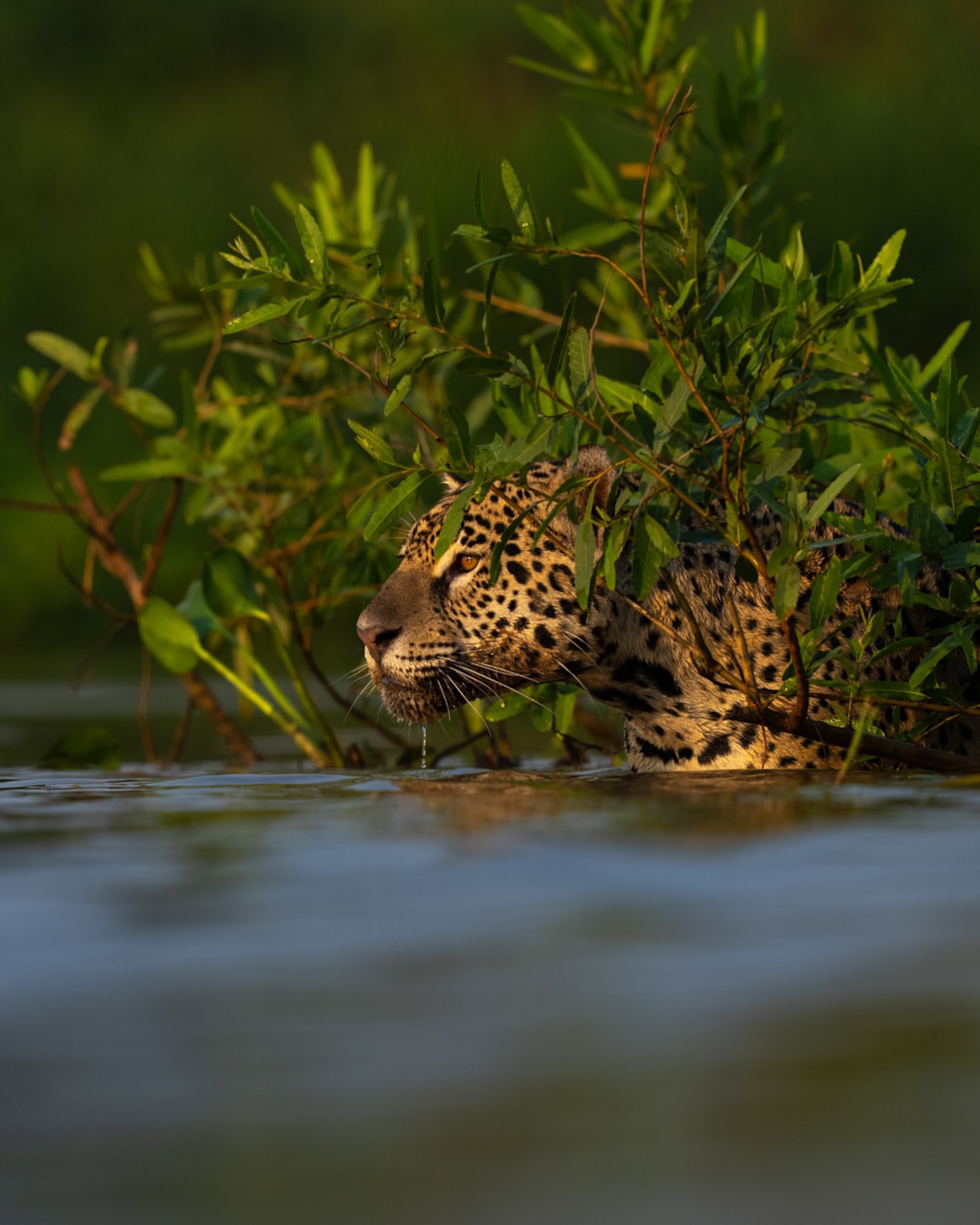 The Pantanal Wetlands
